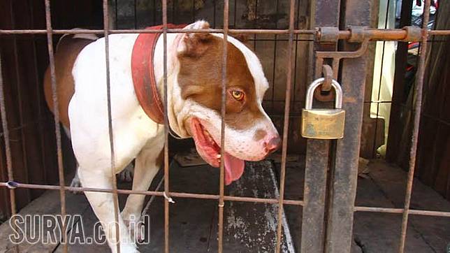Pengakuan Pemilik Sapi Anjing Pitbull Yang Tewaskan Bocah Dari