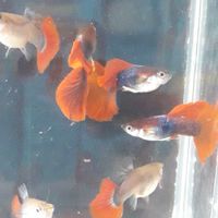 Siam Aqua ปลาหางนกยูง กุ้งสวยงาม ปลากัด
