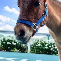 競馬好きの溜まり場🐎