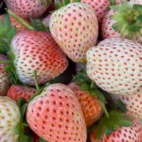 綺聖水果團購批發舖🍎