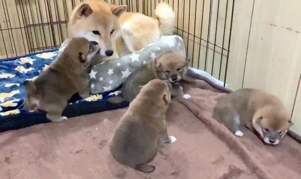 4匹の子犬が繰り広げる ミルク争奪戦