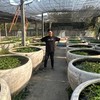 ซุ้ม เพชรจินดา (ปลากัดเมืองนก) SP.พลังพวก🇲🇾🇲🇾