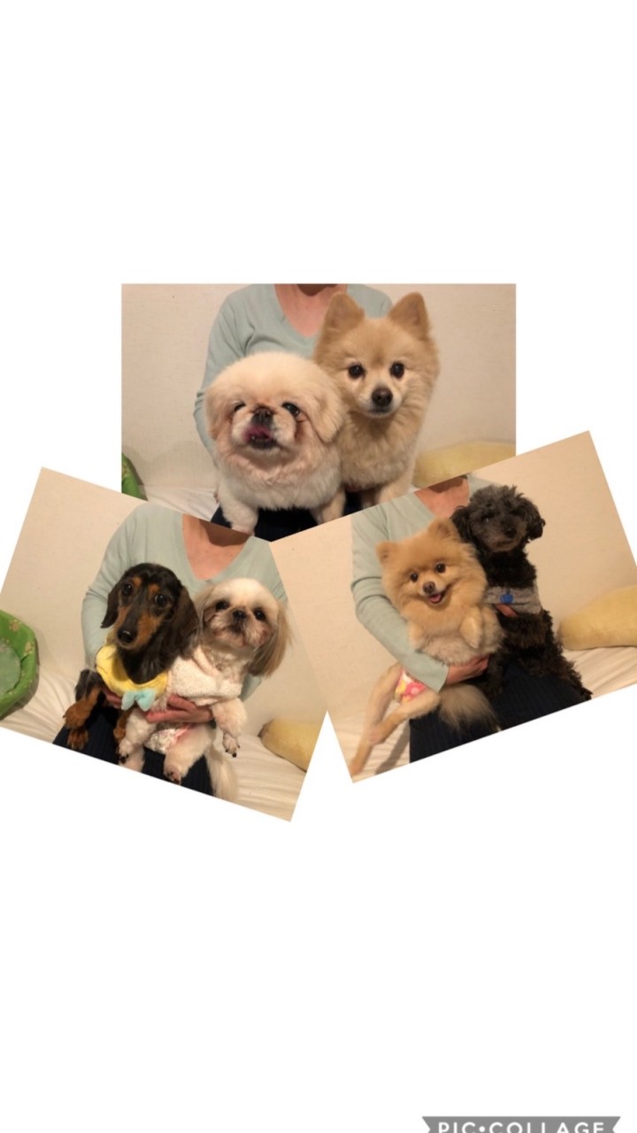 仔犬のワルツ倶楽部　わんわんコンパWeb