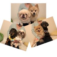 仔犬のワルツ倶楽部　わんわんコンパWeb