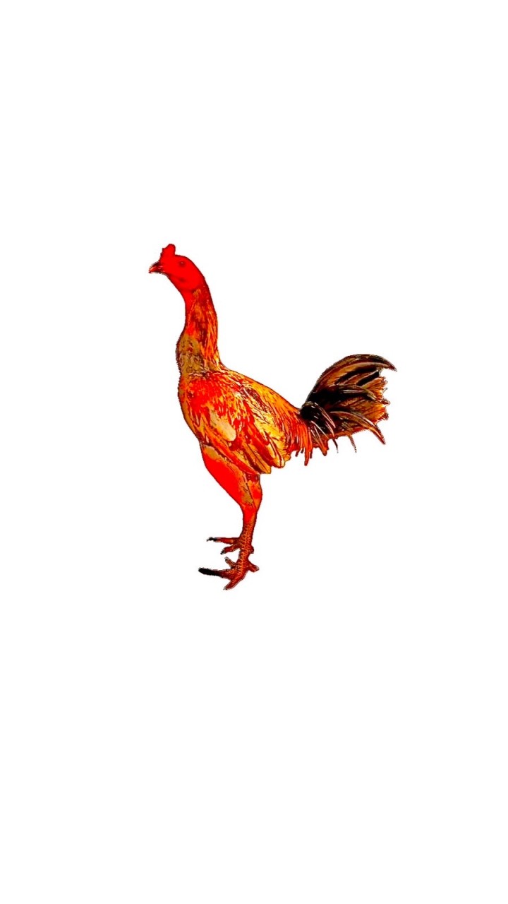 ซื้อ-ขายไก่ชน ลำพูนสายเลือดเงินล้าน