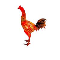 ซื้อ-ขายไก่ชน ลำพูนสายเลือดเงินล้าน