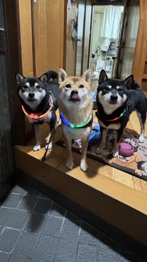 【発言はスレッドへ⭕️】3柴〜ず🐶🐶🐶🚛💨