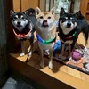 【発言はスレッドへ⭕️】3柴〜ず🐶🐶🐶🚛💨