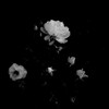 最愛 の 貴方 に 造花 を ¿ ＿＿＿＿ .
