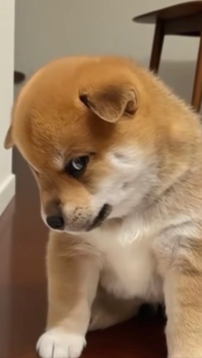 小狗汪汪ö