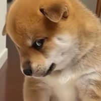 小狗汪汪ö