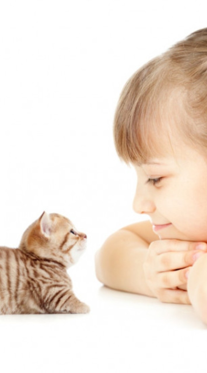 猫の集会所🐈