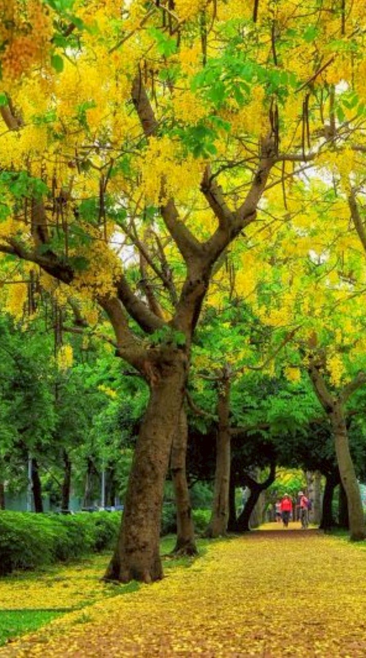 福和46家長委員會官方Line群組