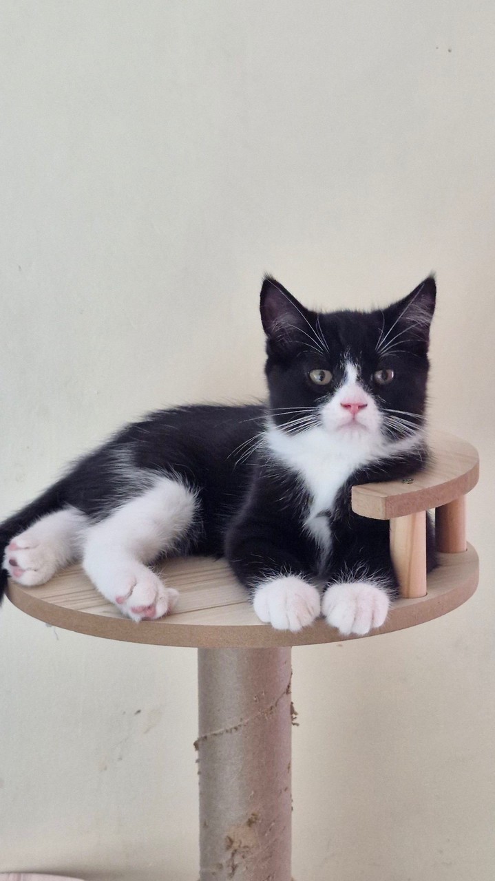 GoGoMeow