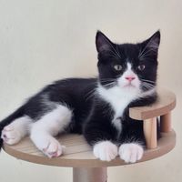 GoGoMeow