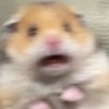 🐩ིྀ の 𝐊-𝐩𝐨𝐩 小 宇 宙 ૮꒰⊃៸៸› ㅈ ‹ ⊂៸៸꒱ა
