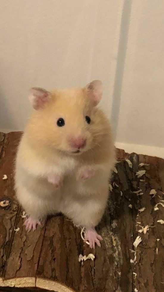 🐩ིྀ の 𝐊-𝐩𝐨𝐩 小 宇 宙 ૮꒰⊃៸៸› ㅈ ‹ ⊂៸៸꒱ა