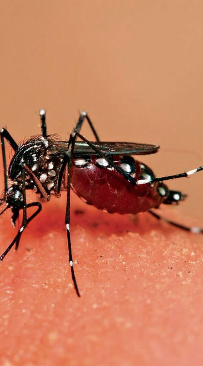 Kick Off Dengue