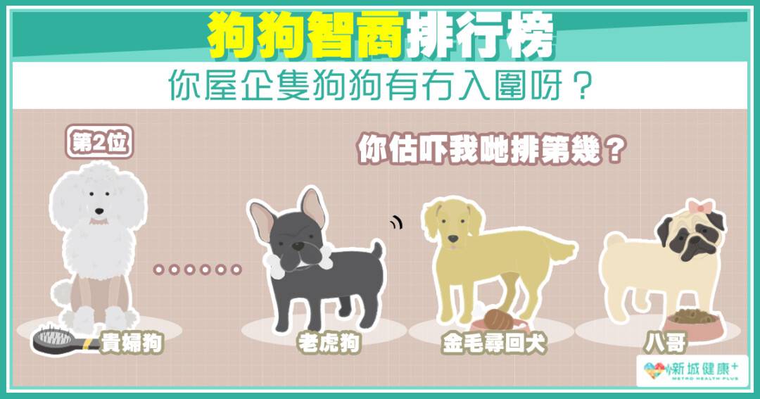 狗狗智商排行榜 新城健康 Line Today