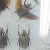 昆虫採集　学生だけ！！