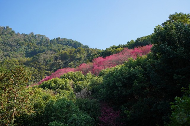 佛慈山靜觀精舍