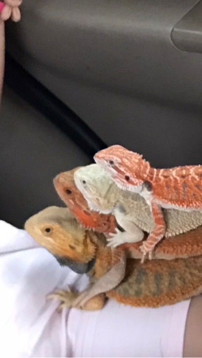 鬆獅蜥群組
