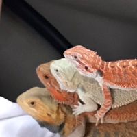 鬆獅蜥群組