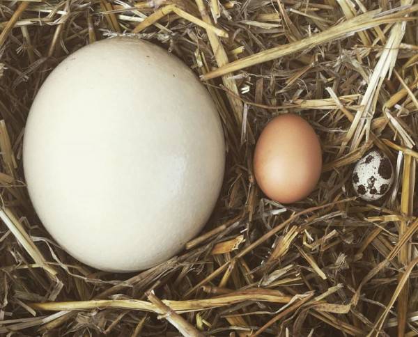 8 Fakta Burung Unta Burung Terbesar Pelari Tercepat Di Dunia