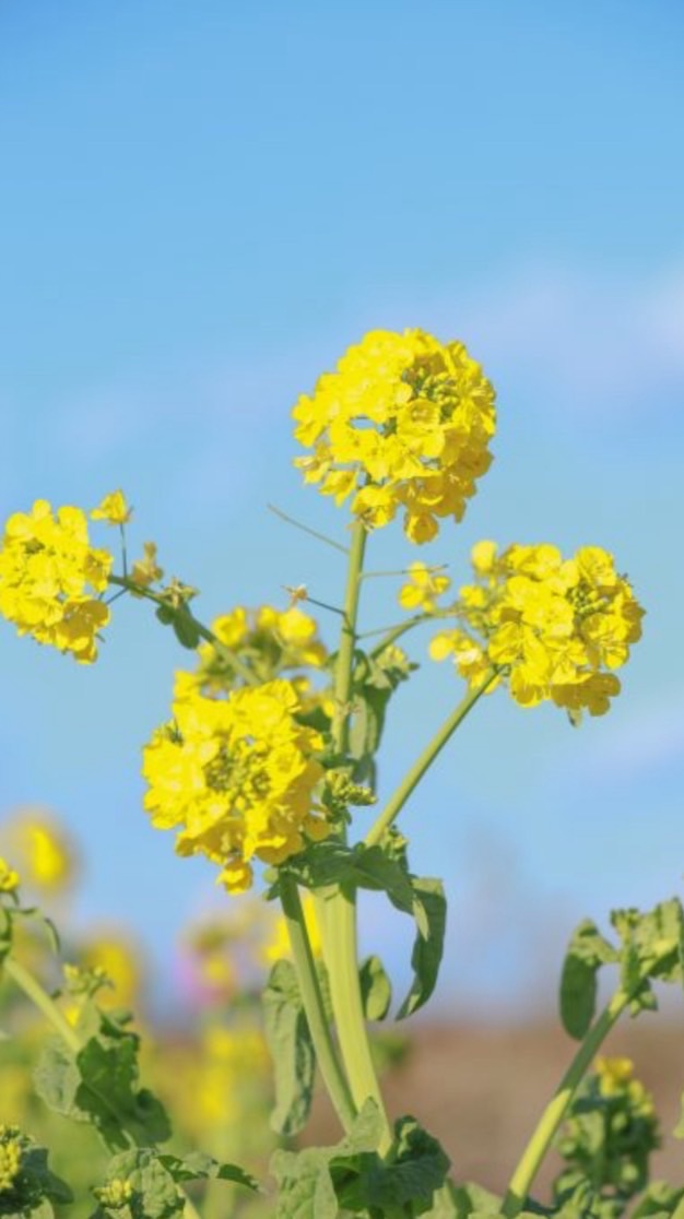 🌻菜の花畑🌻愉快な仲間たち🌻