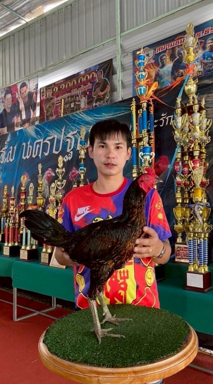 กลุ่มขายไก่