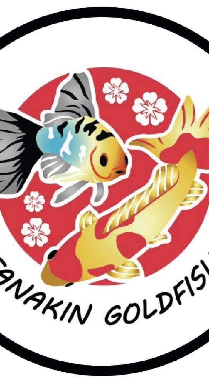ฟาร์มปลาทอง Tamasaba Shubunkin Wakin byTanakinราชบุรี