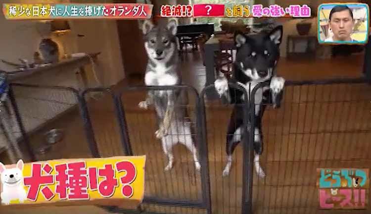 絶滅の危機に瀕した日本犬に人生を捧げたオランダ人 テレ東プラス