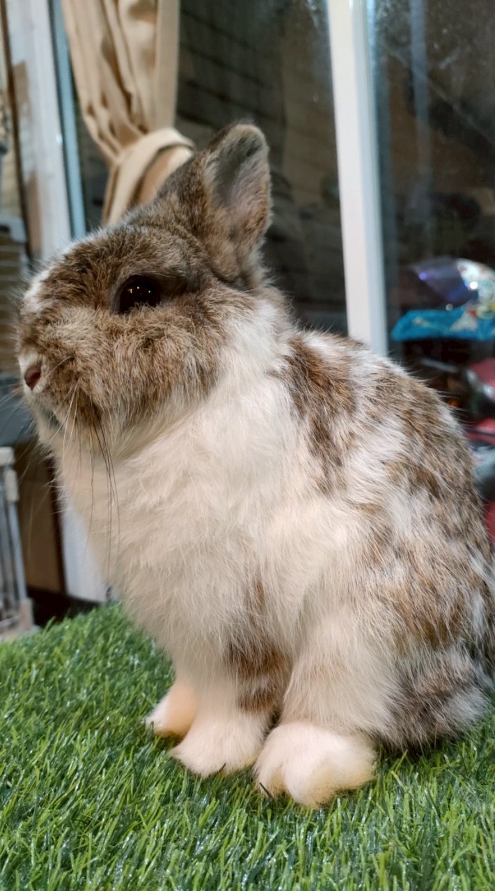 Mochtar Rabbitry