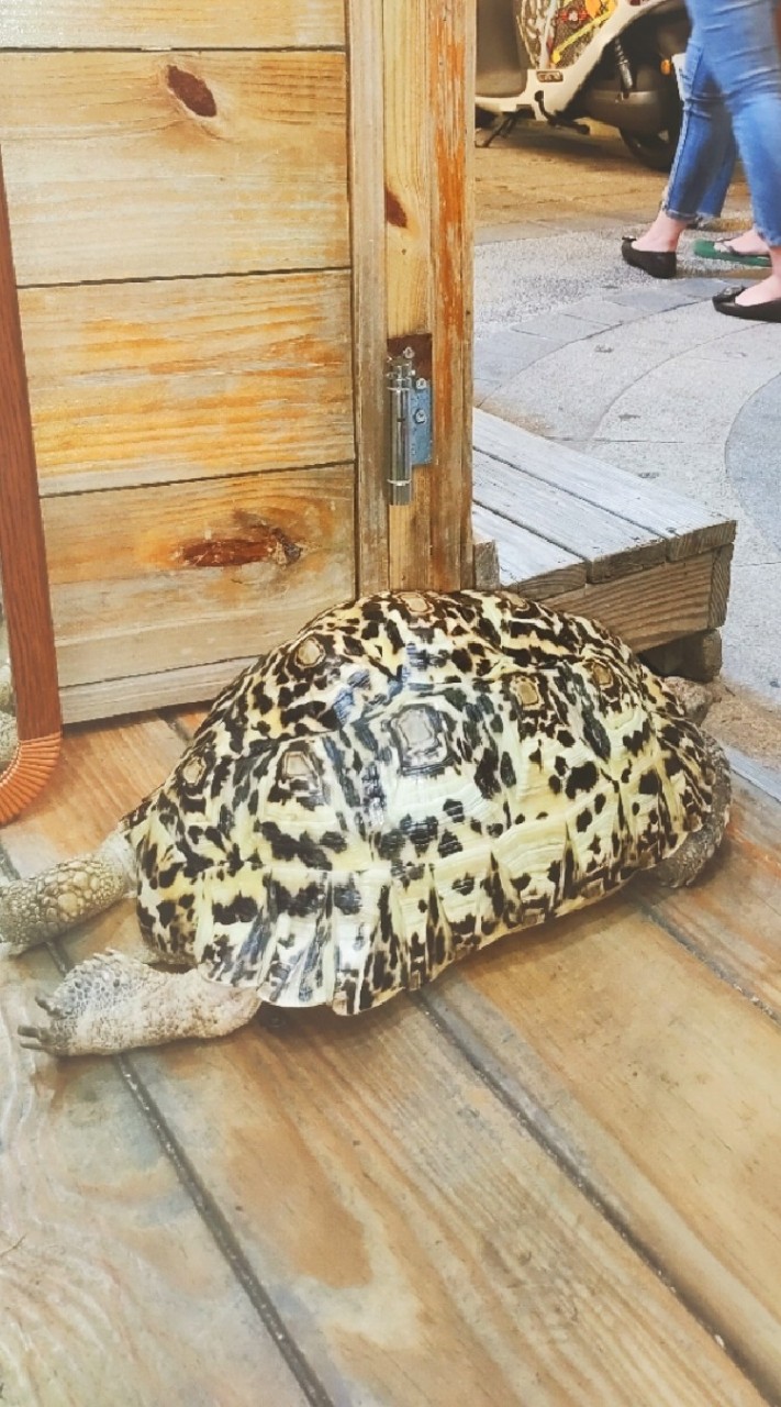 龍龍麻的爬聚時間