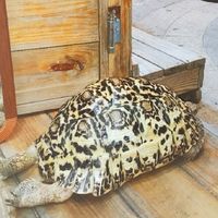 龍龍麻的爬聚時間