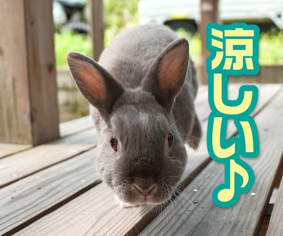 もうすぐ冬毛にチェンジ 換毛前にやっておきたい うさぎの防寒対策 ふうたの飼い主 毎日が発見