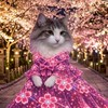 😺猫ちゃん飼ってる😺大好きなお部屋😺