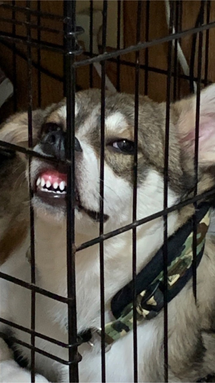 犬好きの集まり🐶