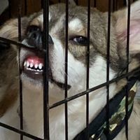 犬好きの集まり🐶