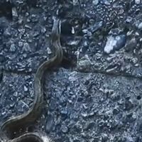 ツチノコの情報交換
