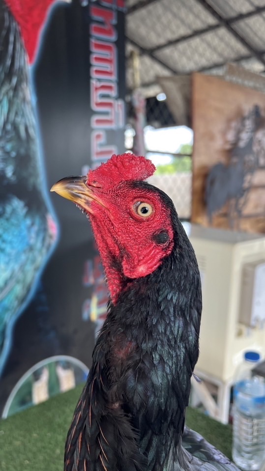 ตลาด 3 เสี่ยชาญ ลงได้ทุกสายพันธุ์