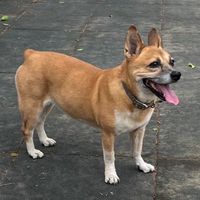 Cookie回家了🐕