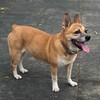 Cookie回家了🐕