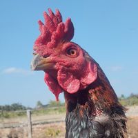 SK-BREEDER