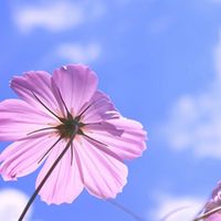 🍀関西⭐︎既婚者⭐︎シングル🍀50代60代🌸雑談部屋⭐︎癒し🌸
