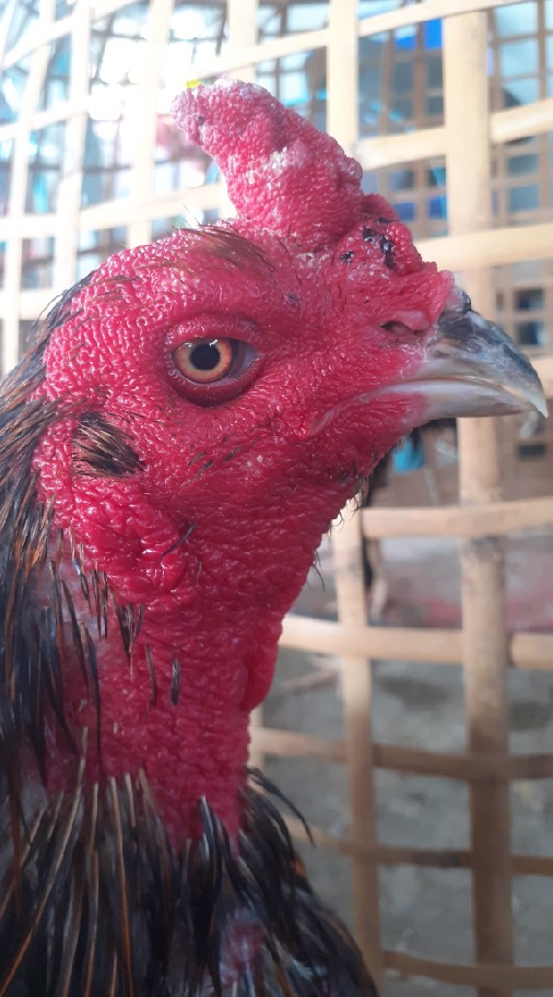 กลุ่มซื้อขายไก่ชน แบบเก็บปลายทาง ตจว.โอน