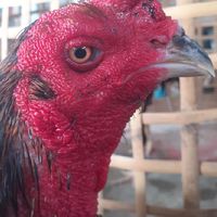 กลุ่มซื้อขายไก่ชน แบบเก็บปลายทาง ตจว.โอน