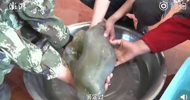 打工踩到「詭異肉團」！　專家鑑定是價值千萬長生不老藥