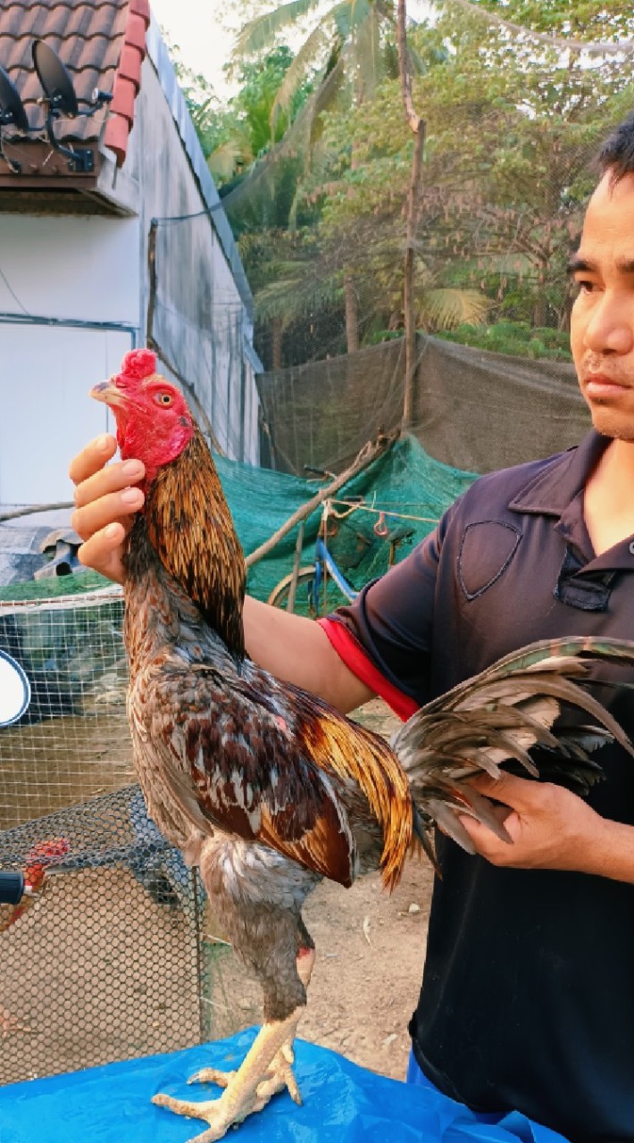 เพชรไพโรจน์ ไก่ชน