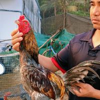 เพชรไพโรจน์ ไก่ชน
